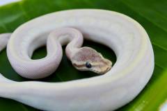 Baby Invisaball Ball Pythons