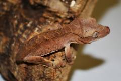 Baby Flame Crested Geckos w/stub tails
