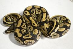 Adult Phantom Ball Pythons