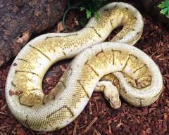 Sub Adult Lemon Blast Ball Pythons