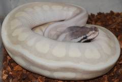 Baby Potion Spider Ball Pythons