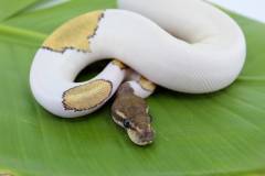 Baby Mojave High White Piebald Ball Pythons