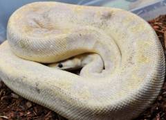 Adult Citrus Champagne Ball Pythons
