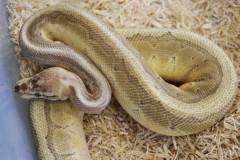 Sub Adult Pinstripe Lesser Ball Pythons
