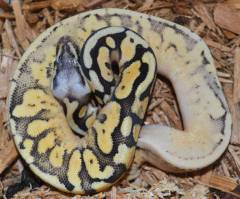 Baby Super Pastel Calico Ball Pythons