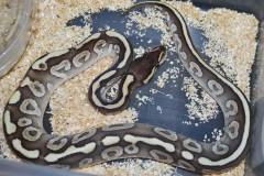 Baby Phantom Crystal Ball Pythons