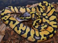Baby Pastel Enchi Ball Pythons