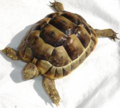 Baby Greek Tortoises