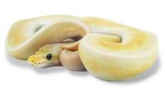 Baby Banana Kingpin Ball Pythons