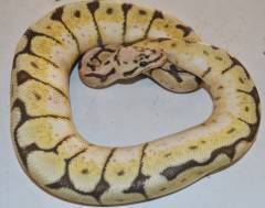 Large Humble Bee Ball Pythons