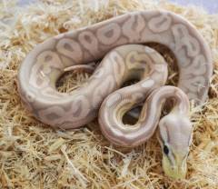Baby Banana Pewter Ball Pythons 