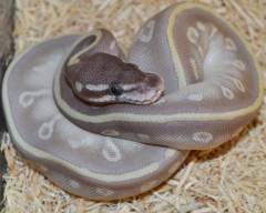 Baby Mystic Potion Ball Pythons