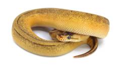 Baby Lemonblast Yellow Belly Stripe Ball Pythons