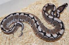 Baby VPI Axanthic Spider Ball Pythons