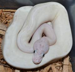 Baby Puma Bumblebee Ball Pythons