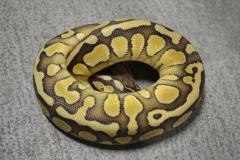 Small Lesser Ball Pythons