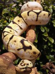 Baby Bumblebee Calico Ball Pythons