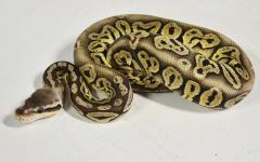 Baby Black Pewter Ball Pythons