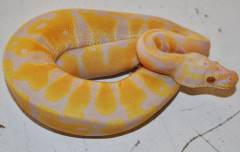 Baby Pastel Candino Ball Pythons