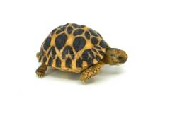 Baby Burmese Star Tortoises