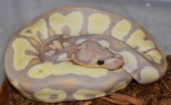 Baby Banana Clown Ball Pythons