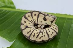 Medium Leopard Bumblebee Ball Pythons