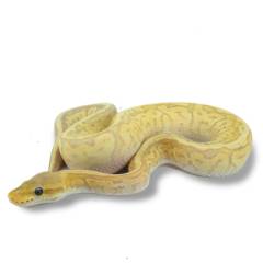 Baby Banana Pastel Kingpin Ball Pythons