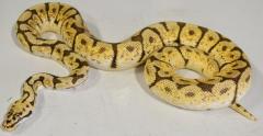 Adult Bumblebee Ball Pythons