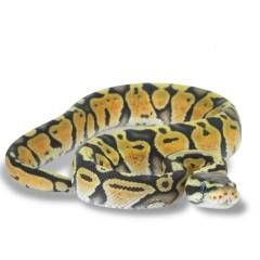 Baby Super Pastel Hypo GR Ball Pythons