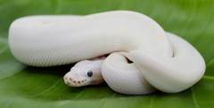 Baby Female White Diamond Super Russo Ball Pythons