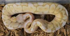 Baby Banana Pewter Bee Ball Pythons 
