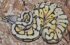 Baby Bumblebee Mojave Ball Pythons
