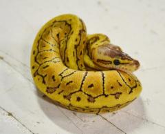 Baby Lemonblast Ball Pythons