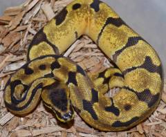 Baby Super Enchi Ball Pythons