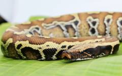Small Sumatran Blood Pythons