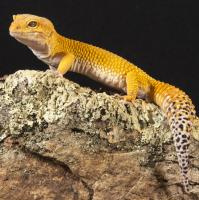 Leopard Geckos