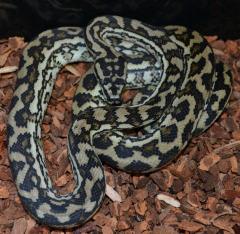 Small Coastal Carpet Pythons