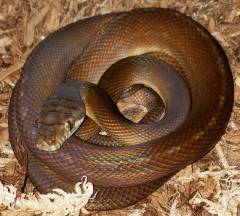 Small Merauke Amethystine Pythons