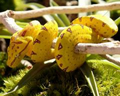 Baby Yellow Manokwari Green Tree Pythons