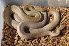 Adult Childrens Pythons