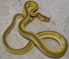 Small Titanium Tiger Reticulated Pythons