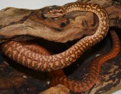 Baby Caramel Zebra Carpet Pythons