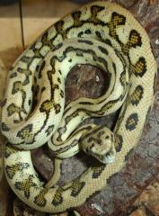 Small Coastal Jaguar Carpet Pythons