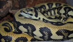 Sub Adult Coastal Jaguar Carpet Pythons