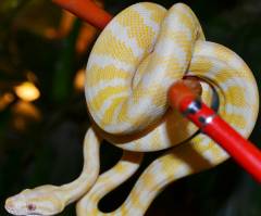 Small Albino Carpet Pythons
