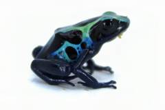 Sipaliwini Tinc Dart Frogs