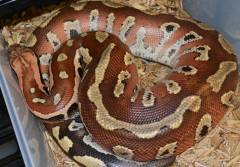 Large Matrix Blood Pythons