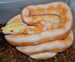 Small Albino Motley Reticulated Pythons
