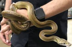 Small Sunfire Golden Child Reticulated Pythons