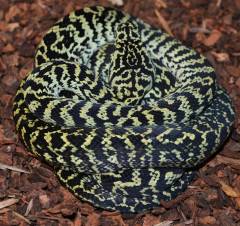 Baby Zebra Jungle Carpet Pythons